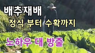 김장배추 재배방법 정식부터 수확까지 모든 노하우 보는 방법