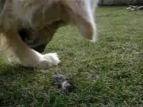 Batul is playing with a mouse