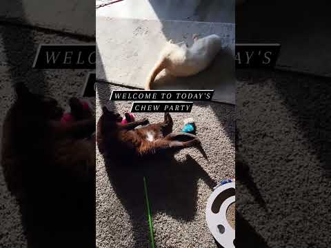Does your cat like chew toys too? #cattips #cat #cutecats #catvideos