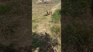 Video preview image #1 Black Mouth Cur-Catahoula Leopard Dog Mix Puppy For Sale in Pleasanton, TX, USA