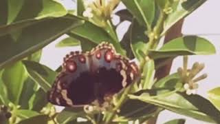 preview picture of video 'Beautiful butterfly | Slow Mo | First Vlog'