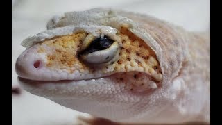 How Leopard Geckos Go BLIND! | The Most Common Way | Skin In Eye Close Up!