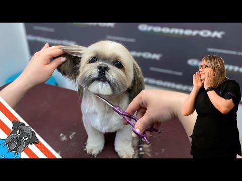 Grooming a shih tzu - Beautiful haircut for an elderly dog