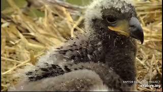 Decorah North Eagles 4-20-24 DN17 & DN18 closeups, preening, nestorations cuddles