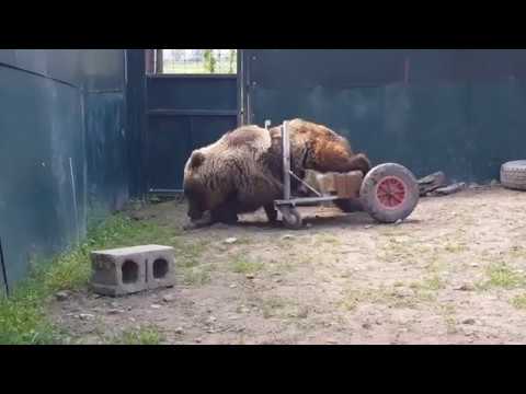 Meet Usko the bear who USES A WHEELCHAIR to get around