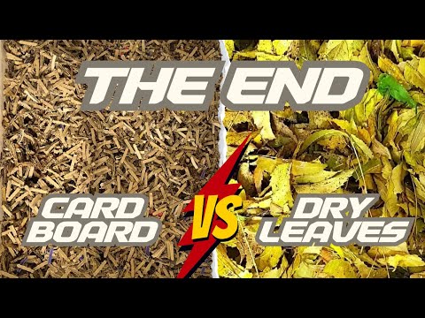 Worm Bin Carbon Experiment Part 7 - Cardboard VS Leaves - African Night Crawlers