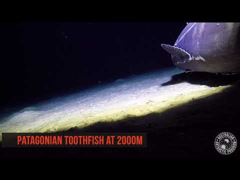 Antarctica's Deep Sea Dwellers | Toothfish