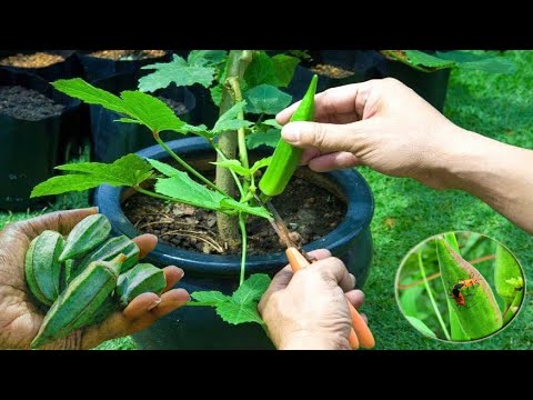 , title : 'How to Grow, Care And Harvesting Okra in Pots | Grow Vegetable At Home - Gardening Tips'