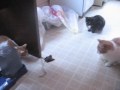 Cats Vs Bats