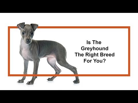 Greyhound Breed Video