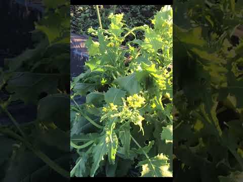 Cime di Rapa、茎キャベツ 植物