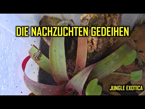 Die Nachzuchten gedeihen gut | Wochen-Update #73 | Jungle Exotica