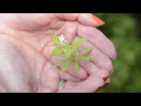 Det doftar i örtagården - del 5 - Lindring och väldoft