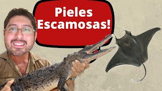 Limpieza y Mantenimiento de Piel Exótica | Tutorial