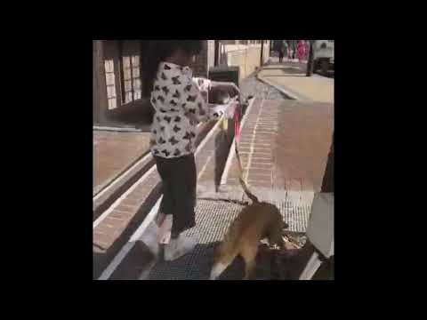 Dog Walking in Cape Town