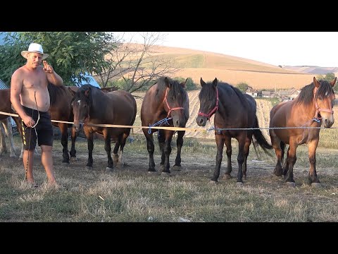 Caii lui Pancica de la Sarmasu, Mures - 2020