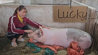Name the sow that survived the pandemic: Lucky.  Sowing rice sprouts in winter-spring crop. (Ep 241)