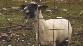 Top 5 Goat Songs (2013 - GOAT REMIXES)