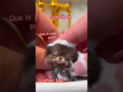 se convirtió en pequeño nooo puede ser 😱 #viralreelschallenge #paratiiiiiiiiiiiiiiiiiiiiiiiiii