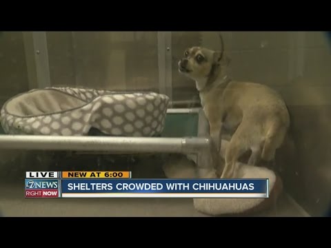 download lagu mp3 mp4 Chihuahua Rescue Denver, download lagu Chihuahua Rescue Denver gratis, unduh video klip Chihuahua Rescue Denver