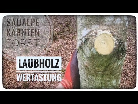 🪚🌳 Laubholz Wertastung 🌳