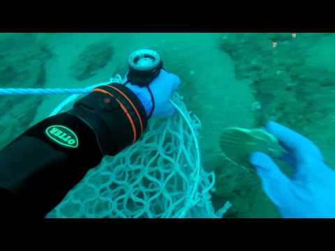 Diving for Scallops - Polish Diving Scotland 2017 - Skye