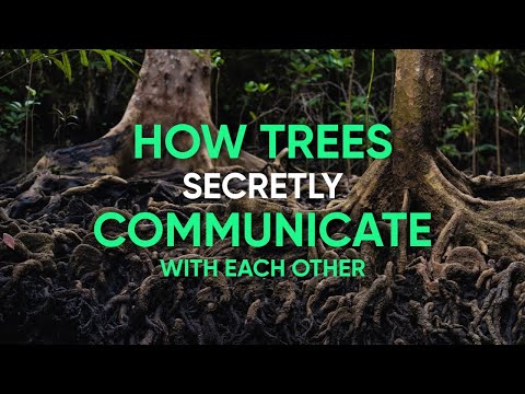 How trees secretly communicate with each other
