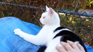 preview picture of video 'Pet Adoptions - Adopt a Cat Long Island - Baldwin Cat Adoption'