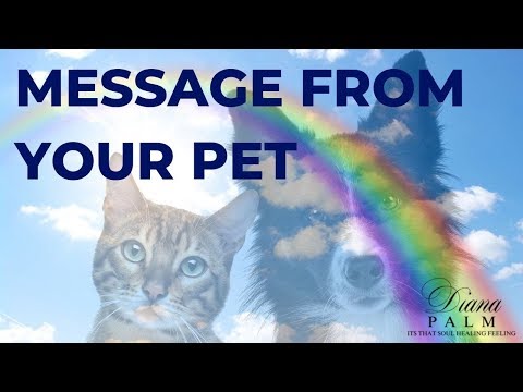 What Your Pets Want You To Know From Heaven