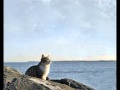 Аквариум - Кошка Моря 
