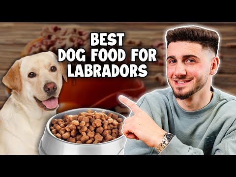 Top 3 Best Dog Foods for Labradors