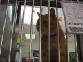 Orange Cat Meowing In Cage