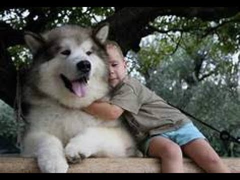 The Meaning of Dogs in Dreams/Biblical Dream Interpretation!