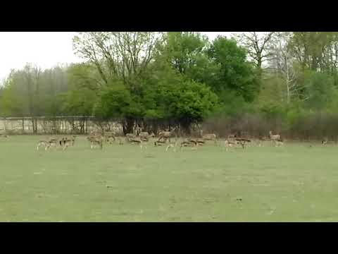 Roe deers in Mala Ludina , Croatia