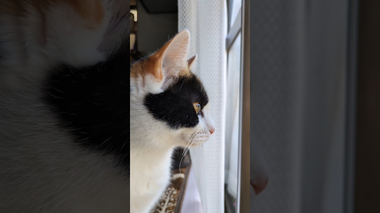 みみみのみいちゃんの家猫生活～ほふく前進　2026.1.25