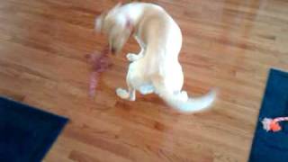 Cambria Dancing to Rusko's "Dial My Number"