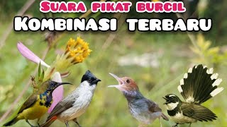 Download lagu Suara Pikat Burcil Kombinasi Kutilang Ribut,Sogon,Prenjak Dan Burung Kipasan mp3