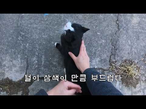 삼색이 만큼 털이 부드럽다