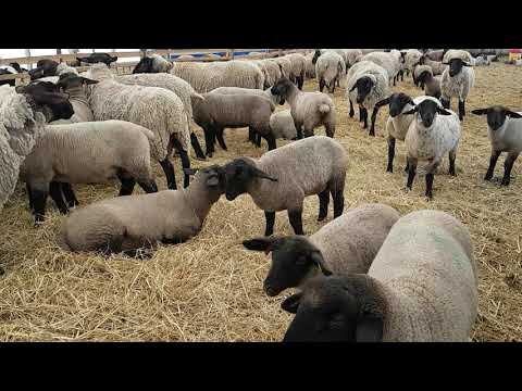 , title : 'Why We Like Suffolk Sheep'