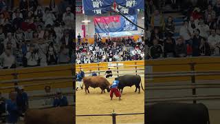 日本四國愛媛宇和島鬥牛場（令和7年秋場所）關脇戰，紅牛“金流青節綠坊”對戰黑牛“宇和の暴れ坊”。