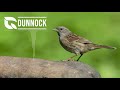 Dunnock Song