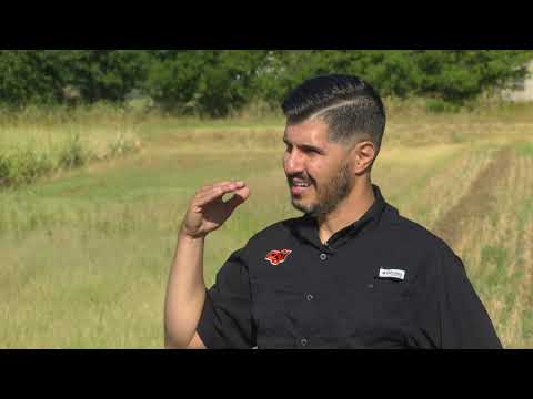 Using corn as forage? OSU Extension Best Practices