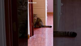 Ribbon barrier challenge.😽🎀  #cat #cats #challenge