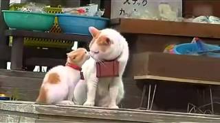 Two cats travel of master and apprentice japan kitty cute Two cats travel of master and apprentice japan kitty cute
