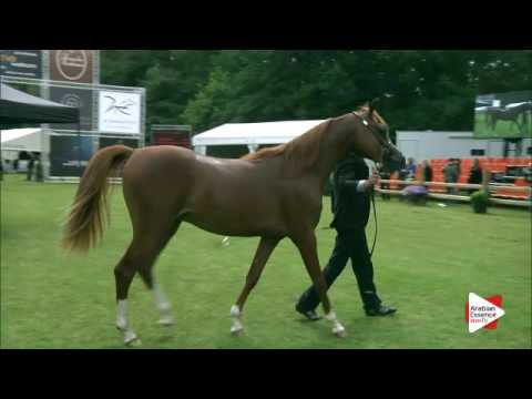 N.30 MAGNUMS VOLCAN K.A. - Bruges 2016 - Colts 2/3 years old - National (Class 4)