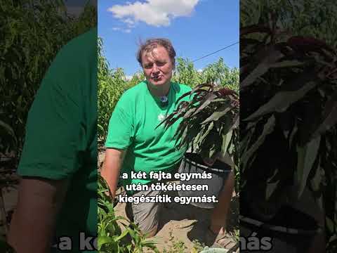 Crimson és Rubis törpe őszibarack