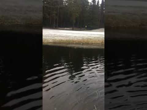 GSD Chasing Ducks. #Jimmy #GermanSherpherd