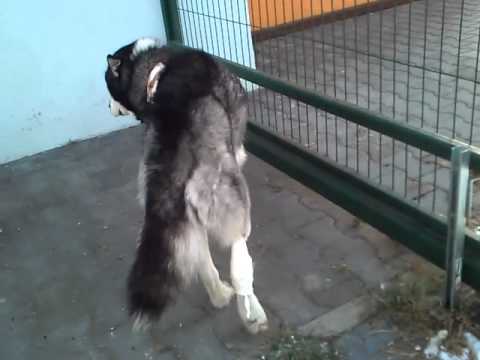 Guzki na podbiciu Szpital, aby usunąć kości na palucha