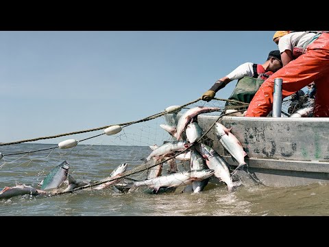 Amazing Gill Net Fishing Line On the Boat - Fishermen Catch Hundreds Tons of Big Fish on The Sea!