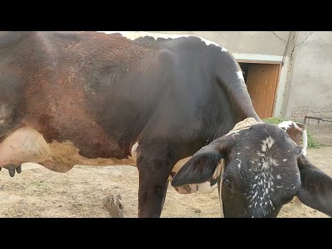 cholstani faresin whd for sale 21-4-2021 in the tehsil depalpur district okara punjab pakistan